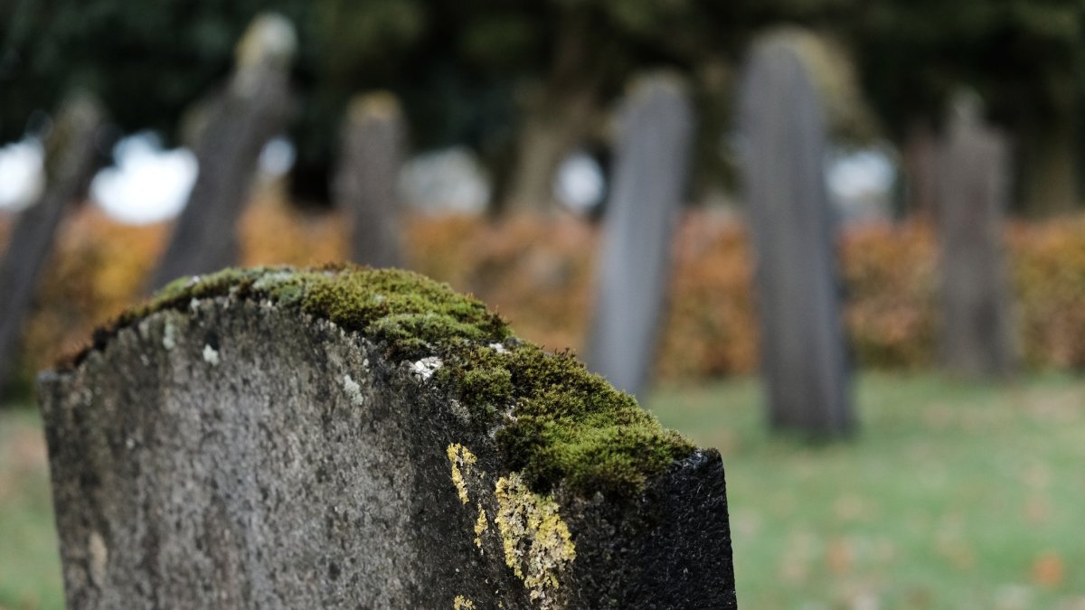 Зеленый свидетель: как мох опроверг алиби подозреваемого - 1