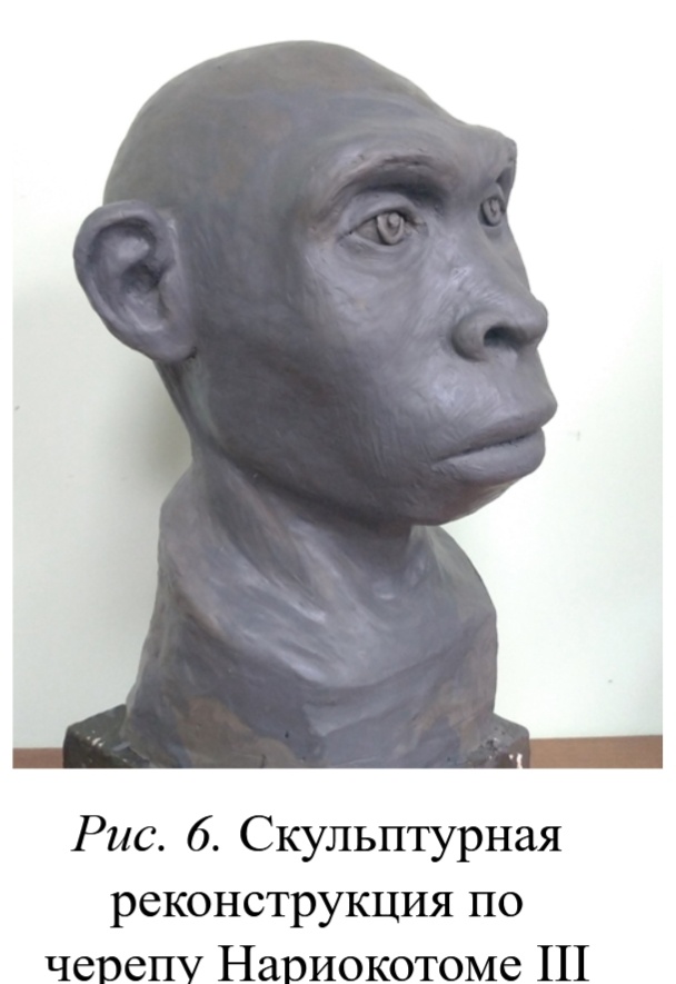 Внешность древнего вида Человека, 1 600 000 — 1 500 000 лет назад - 11