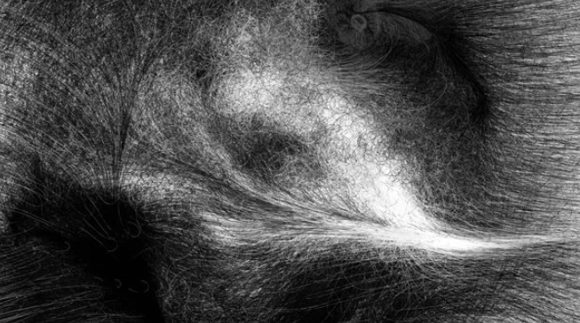 Кейси Рис, MicroImage, 2002-2014