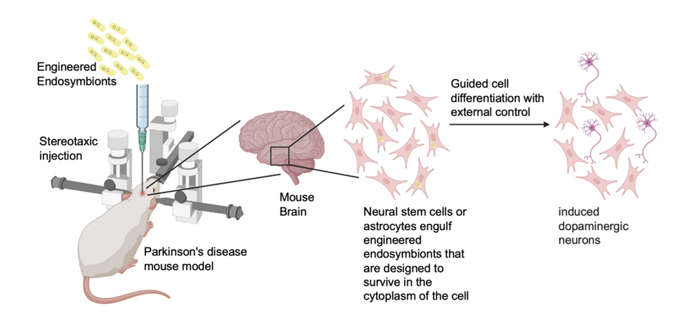 Как приручить эндосимбионтов. Выращивание клеток и тканей вместо трансплантации - 2