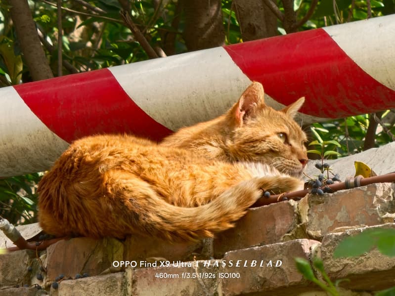 Долгожданная битва: камеры Xiaomi 17 Ultra, Oppo Find X9 Ultra и Vivo X300 Ultra сравнили между собой - 2