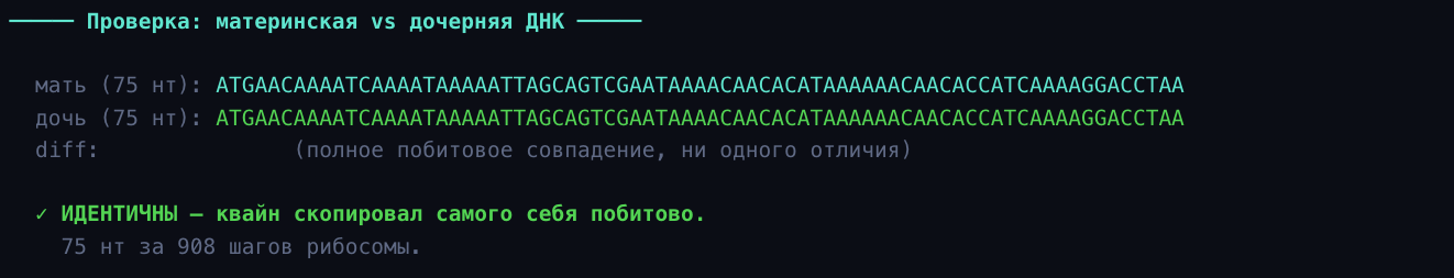 Биологический квайн: программа из 75 букв ДНК, которая копирует сама себя - 4
