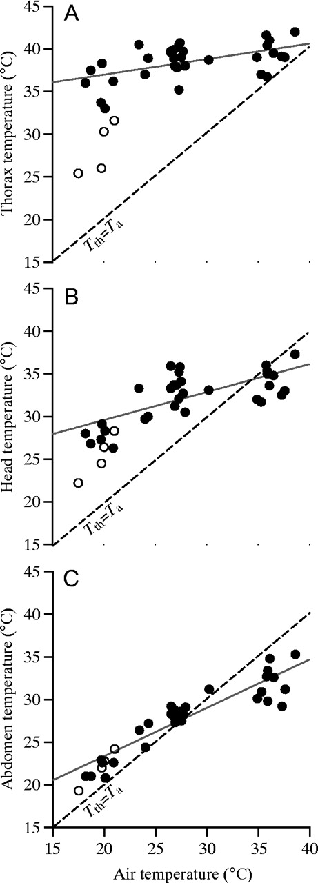 Модель термогенеза пчелы - 4