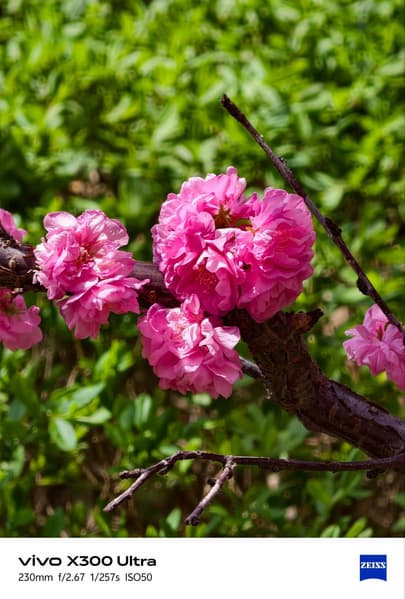 Камеры Oppo Find X9 Ultra, Samsung Galaxy S26 Ultra, Vivo X300 Ultra и Xiaomi 17 Ultra сравнили между собой - 2