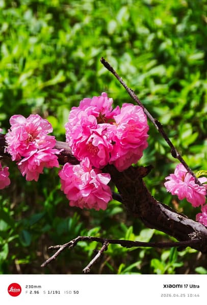 Камеры Oppo Find X9 Ultra, Samsung Galaxy S26 Ultra, Vivo X300 Ultra и Xiaomi 17 Ultra сравнили между собой - 3