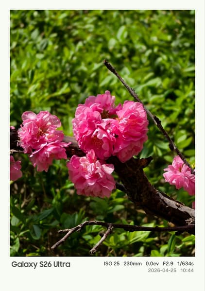 Камеры Oppo Find X9 Ultra, Samsung Galaxy S26 Ultra, Vivo X300 Ultra и Xiaomi 17 Ultra сравнили между собой - 4