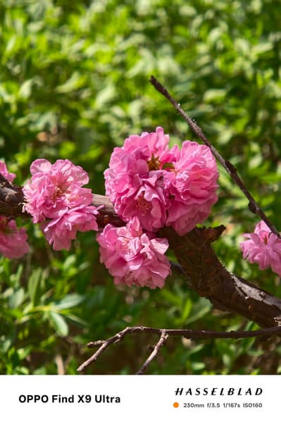 Камеры Oppo Find X9 Ultra, Samsung Galaxy S26 Ultra, Vivo X300 Ultra и Xiaomi 17 Ultra сравнили между собой - 1