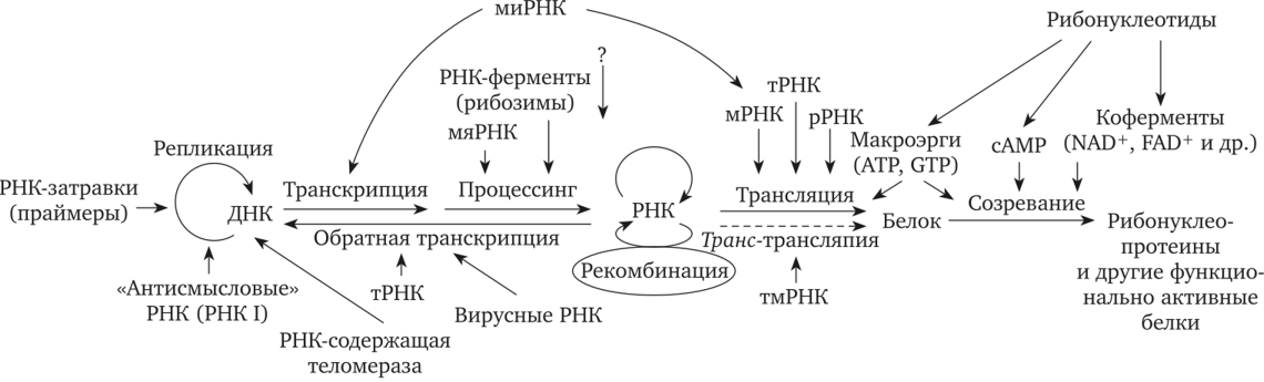 Реликты мира РНК в современной клетке
