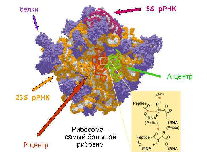 Происхождение, часть 2. Миры РНК и ДНК, автокаталитических сетей, вирусов и протоклеток - 28