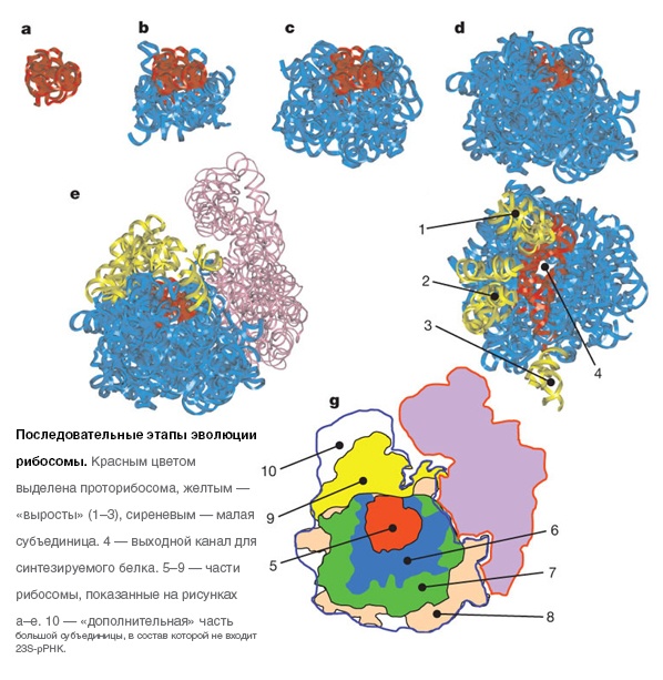 Происхождение, часть 2. Миры РНК и ДНК, автокаталитических сетей, вирусов и протоклеток - 29