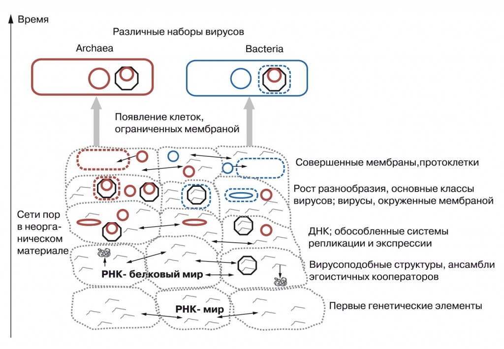 Гипотеза вирусного мира