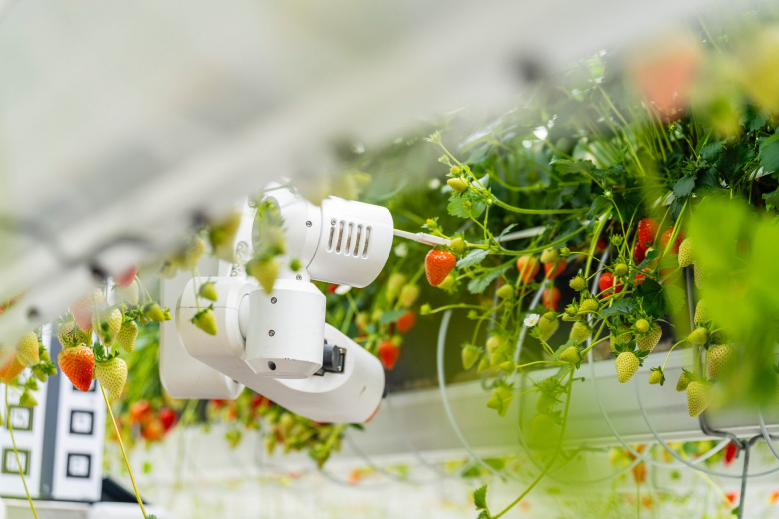 Источник: Dyson Farming