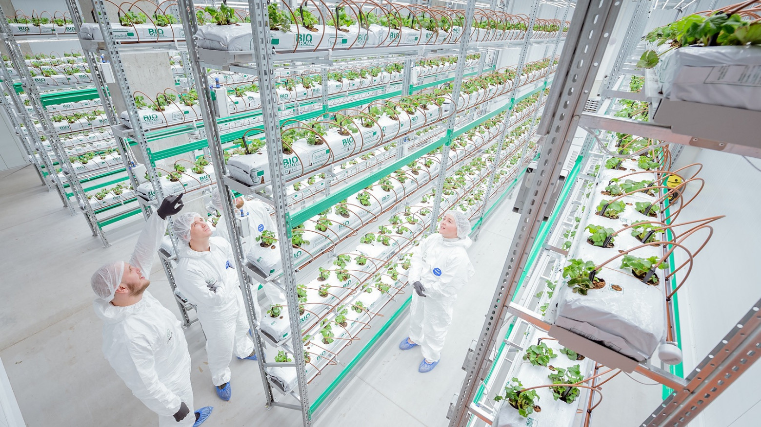 iFarm Berries. Источник: iFarm