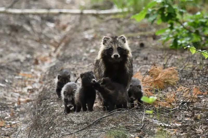 Рис. 15. Чернобыльская зона. Отсутствие человека - важнее, чем наличие радиации. Енотовидная собака с потомством. 