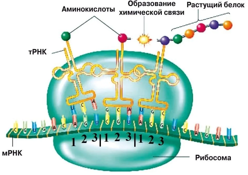Источник Источник