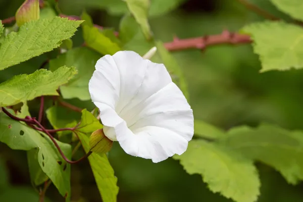Bindweed