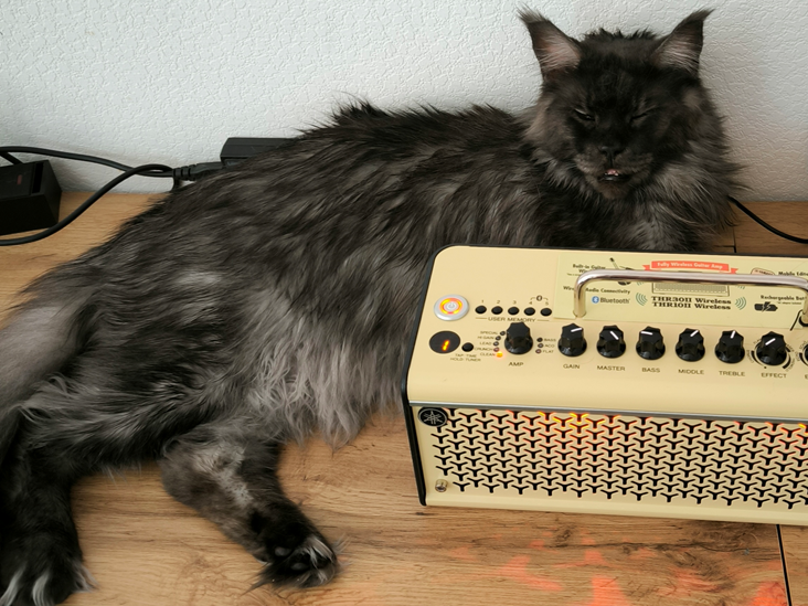 Кот +1000 к звучанию