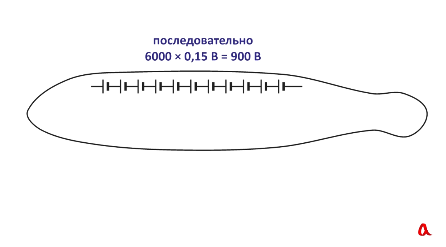 Как устроены электрические рыбы? - 4