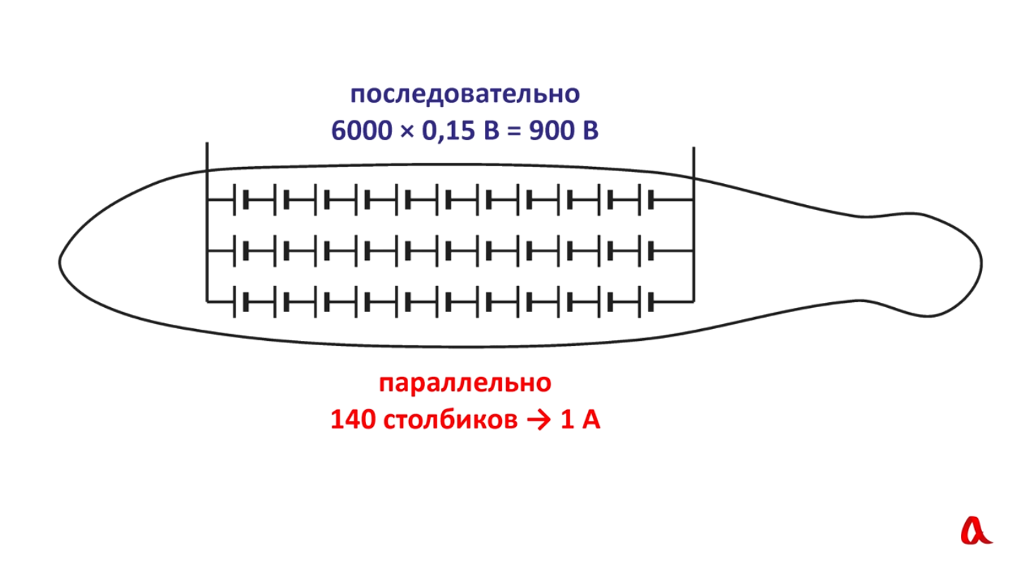 Как устроены электрические рыбы? - 5