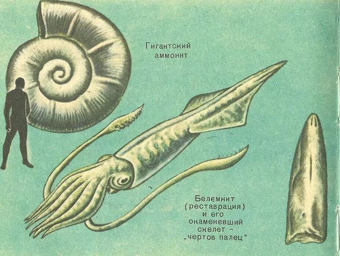 Белемнитгромовая стрела - чёртов палец - рысий камень - 3