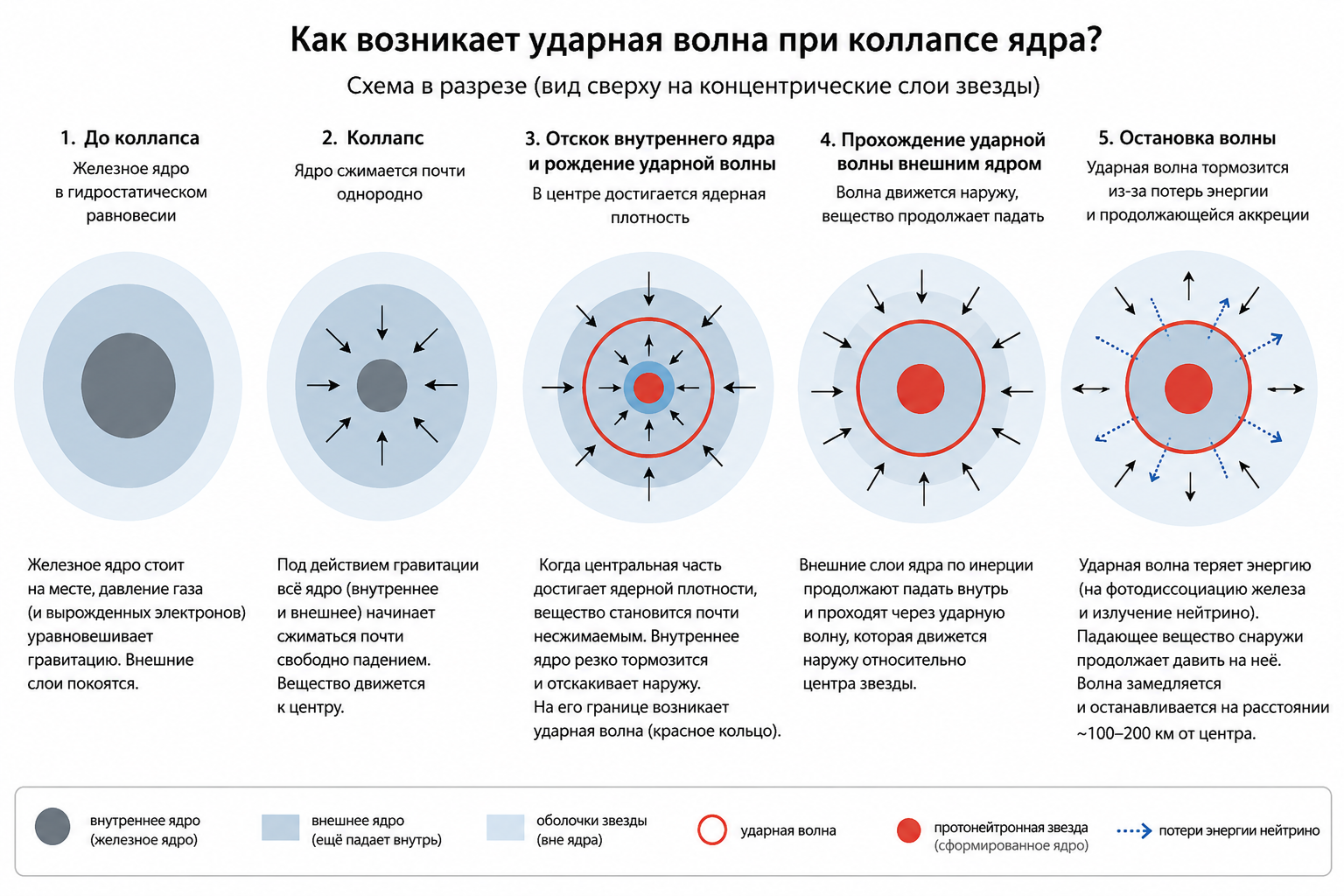 Подробная схема возникновения ударной волны при коллапсе ядра и образовании протонейтронной звезды. Credit: @alicewritesaboutspace