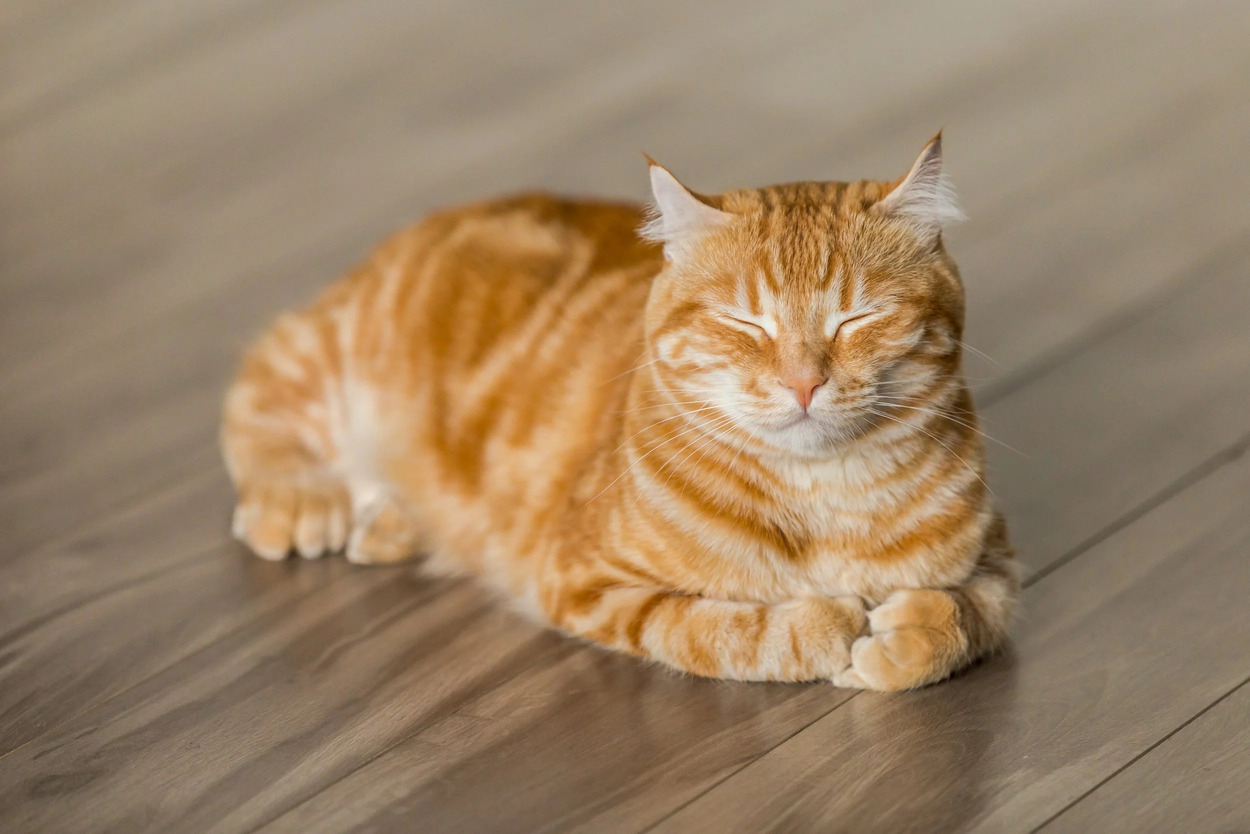 Коты и онкология - 1 Коты и онкология - 1