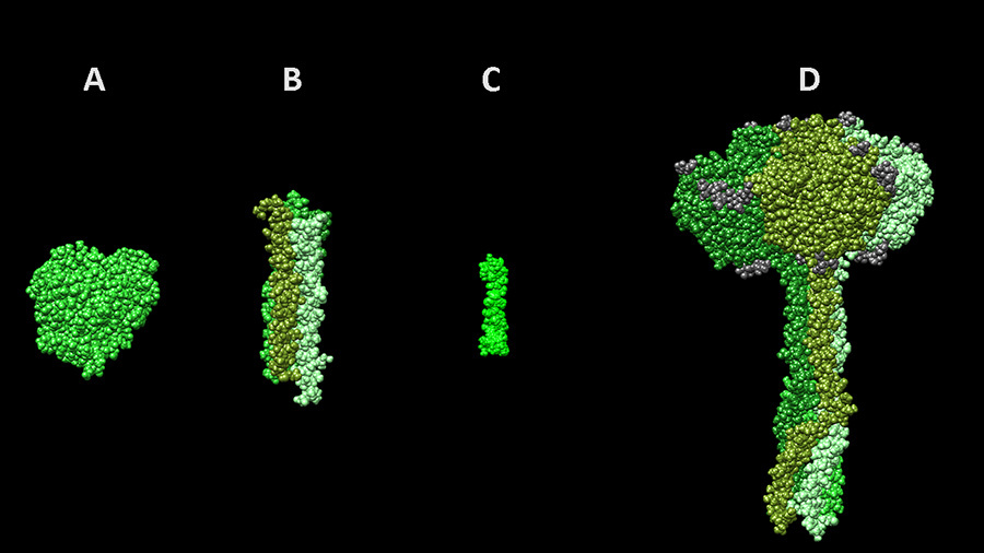 3D модели вирусов человека. Часть вторая: молекулярное моделирование и биоинформатика
