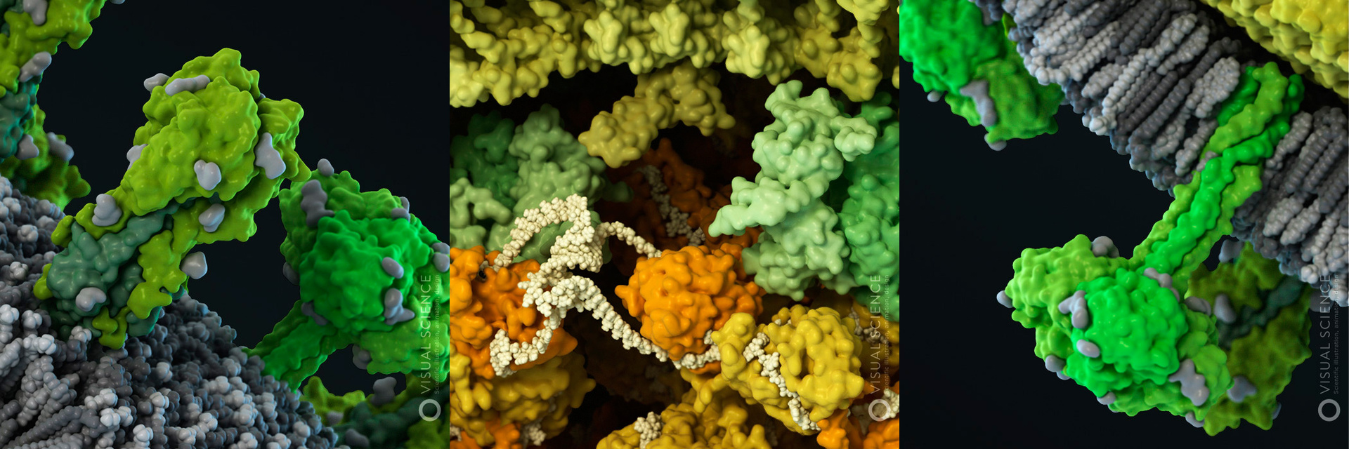 3D модели вирусов человека. Часть вторая: молекулярное моделирование и биоинформатика