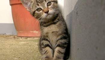 ChartJS — JavaScript библиотека визуализации данных ChartJS — JavaScript библиотека визуализации данных