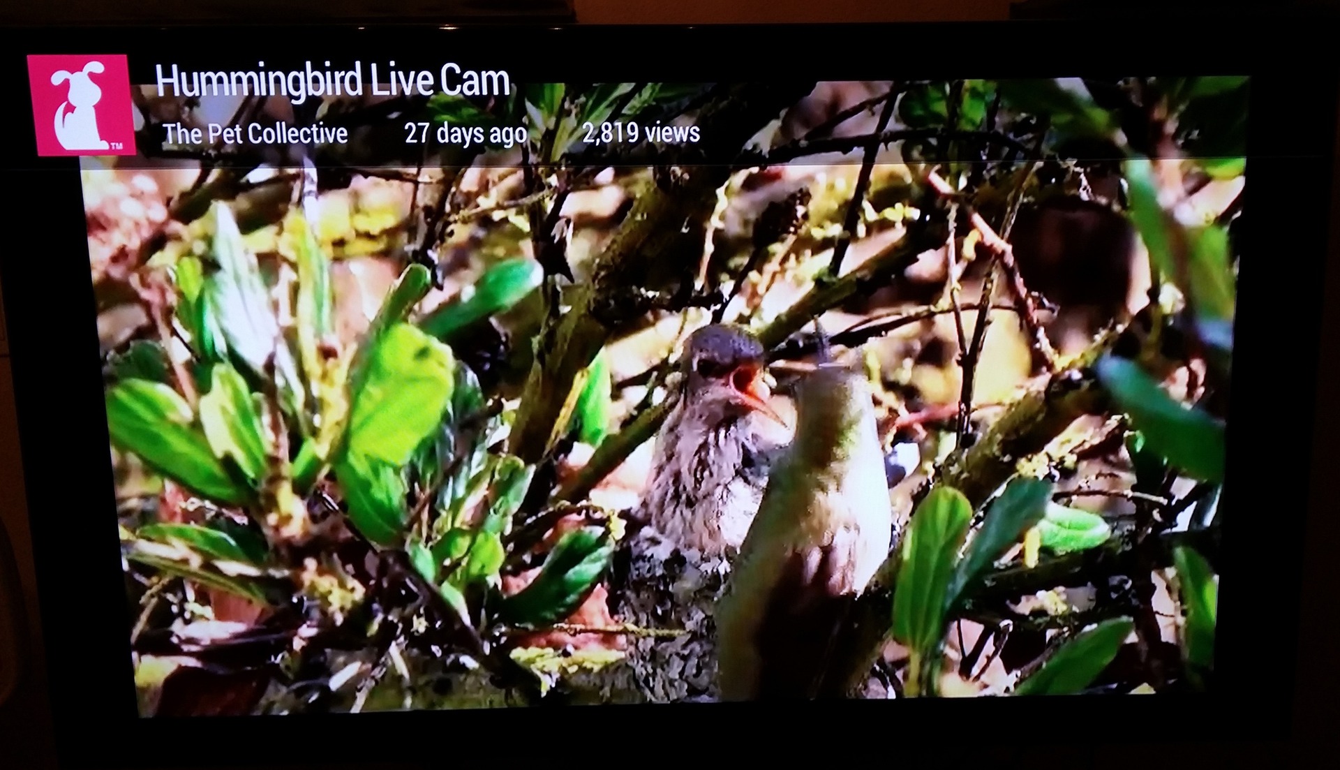 Chromecast получил новые возможности — Поддержка «живых» трансляций