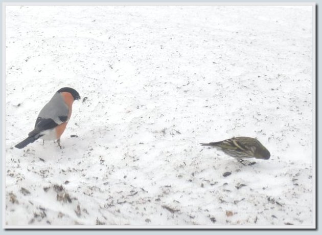 Coolpix P7700 и Coolpix P310 — два практичных компакта от Nikon