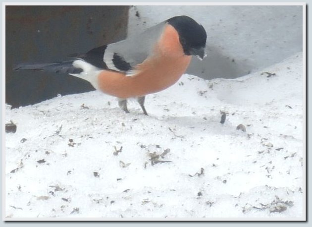 Coolpix P7700 и Coolpix P310 — два практичных компакта от Nikon