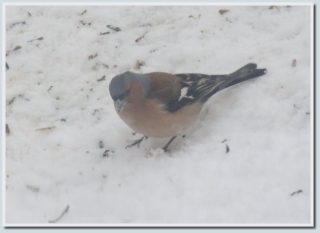 Coolpix P7700 и Coolpix P310 — два практичных компакта от Nikon