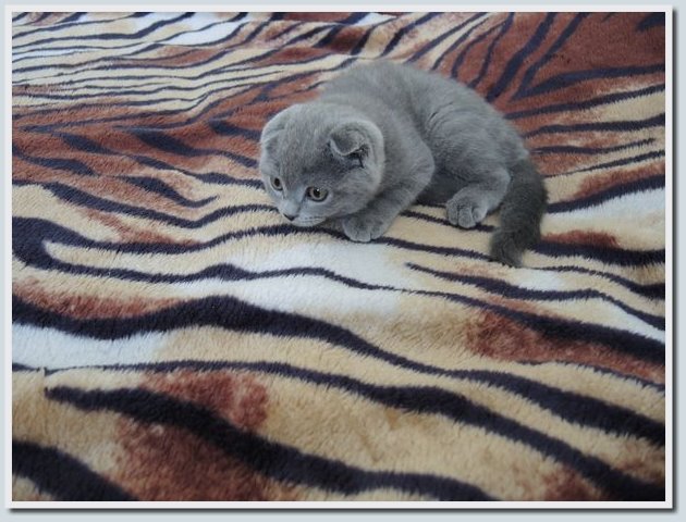 Coolpix P7700 и Coolpix P310 — два практичных компакта от Nikon