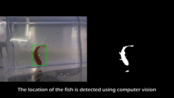 Fish on Wheels: самоходный аквариум с золотой рыбкой на основе Arduino + Beagleboard