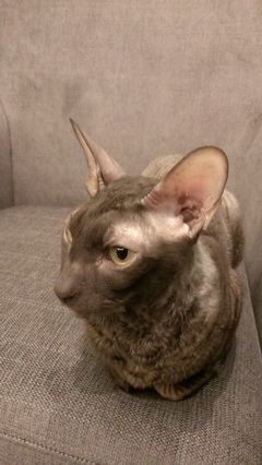 HTC Butterfly — красота на кончиках пальцев HTC Butterfly — красота на кончиках пальцев