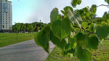 HTC Desire 600 dual sim — удвоенные ставки