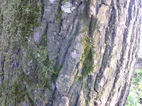 Haipai I9220 — Как китайцы копировали Galaxy Note, а получился 5" планшет Haipai I9220 — Как китайцы копировали Galaxy Note, а получился 5" планшет