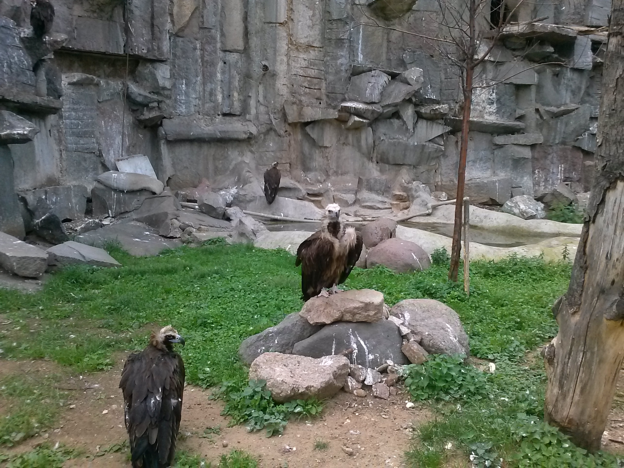 LG Optimus F5 — LTE в среднем сегменте