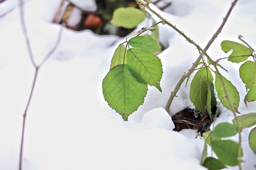 NX экосистема, оптика, 2.1 sAhFc0.jpg