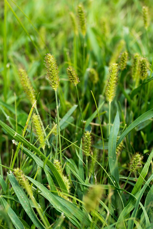 NX экосистема, оптика, 2.1 eq3YwVX.jpg