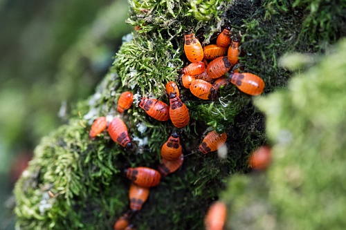 NX экосистема, оптика, 2.1 6B51q7Kp.jpg