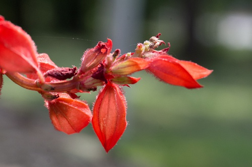 NX экосистема, оптика, 2.1 D3LxACpv.jpg