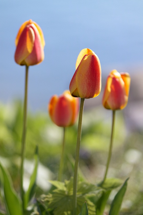 NX экосистема, оптика, 2.1 SYxE6yD.jpg