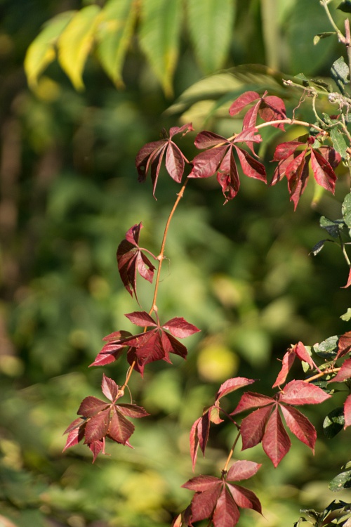 NX экосистема, оптика, 2.2 1WZyHpD.jpg