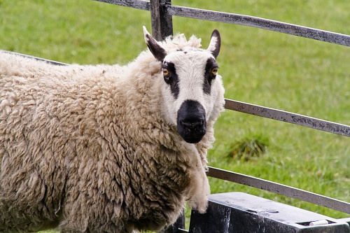 NX экосистема, оптика, 2.2 i3fevn.jpg