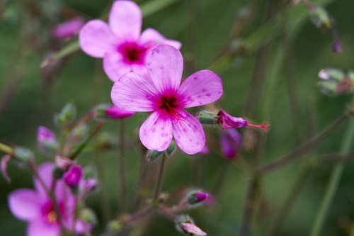 NX экосистема, оптика, 2.2 OvPk1Aie.jpg