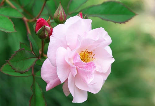 NX экосистема, оптика, 2.2 Y9uWdm.jpg