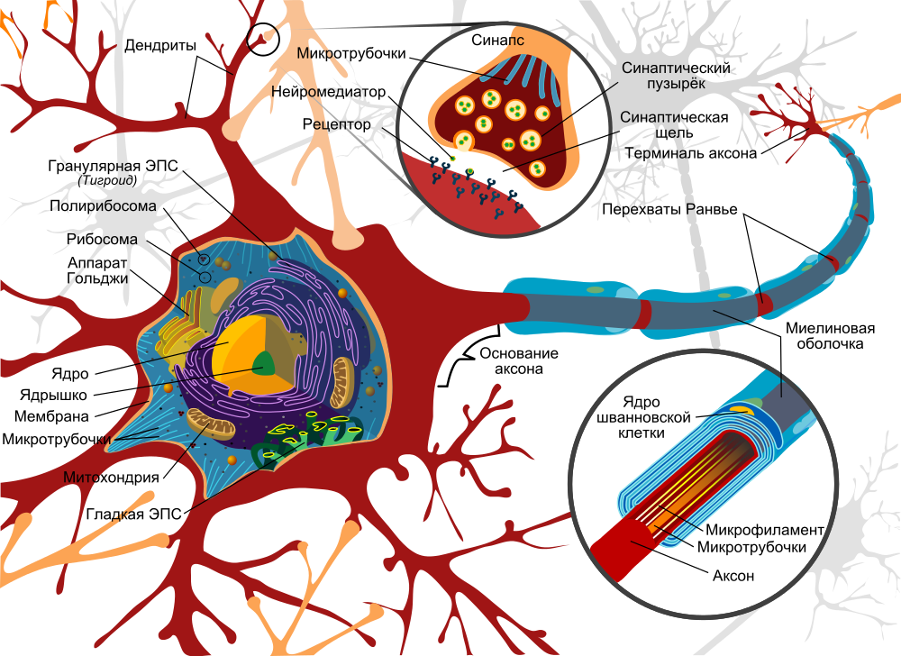 The Human Brain Project: откуда мы знаем, как устроен мозг?