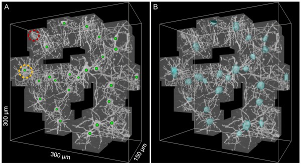 The Human Brain Project: откуда мы знаем, как устроен мозг? image